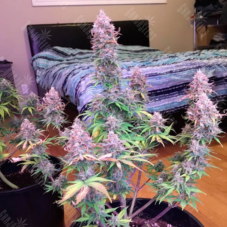 Семена конопли Auto Blue Mazar feminised Ganja Seeds Семена конопли Auto Blue Mazar feminised Ganja Seeds