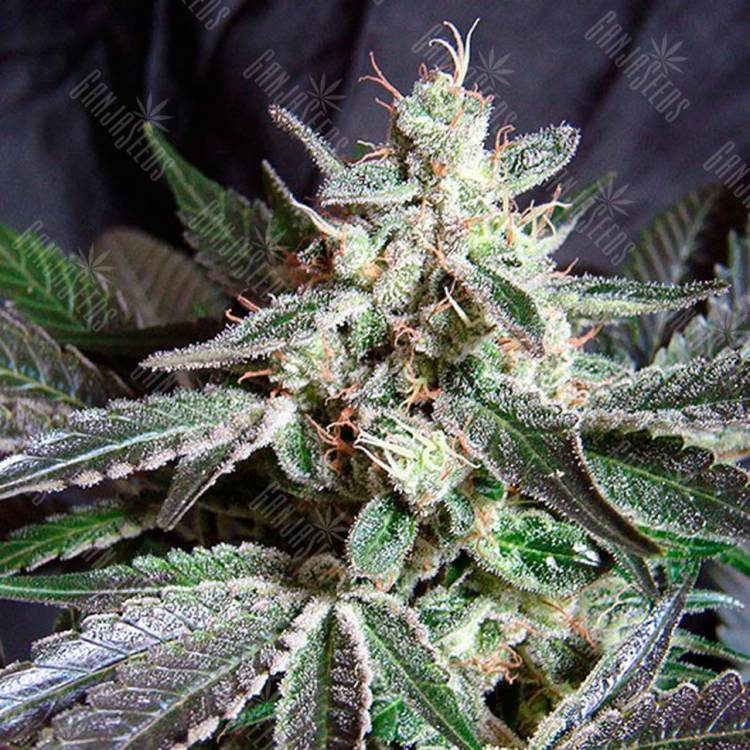 Семена марихуаны Black Jack feminised GanjaSeeds Fast Version Семена марихуаны Black Jack feminised GanjaSeeds Fast Version