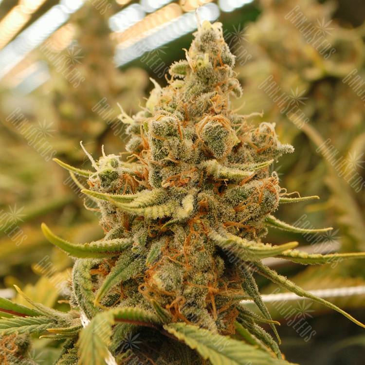 мощные семена конопли King's Kush feminised Green House Seeds мощные семена конопли King's Kush feminised Green House Seeds