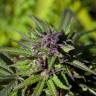 Auto Blueberry feminised Breeders Community Seeds Auto Blueberry feminised Breeders Community Seeds