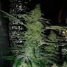 урожайные семена конопли Alexandriya regular Ganja Seeds урожайные семена конопли Alexandriya regular Ganja Seeds