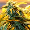 Auto Maria regular Ganja Seeds Auto Maria regular Ganja Seeds