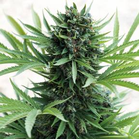 Auto Sour Diesel feminised Humboldt Seeds