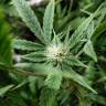 семена конопли в фирменной упаковке Auto Sour Diesel feminised Humboldt Seeds