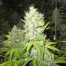 заказать на сайте семена конопли Jack la Mota feminised Medical Seeds заказать на сайте семена конопли Jack la Mota feminised Medical Seeds