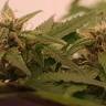 урожайные семена конопли Auto Alpujarrena feminised Pyramid Seeds урожайные семена конопли Auto Alpujarrena feminised Pyramid Seeds