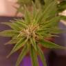 семена конопли в оригинальных упаковках Auto Alpujarrena feminised Pyramid Seeds семена конопли в оригинальных упаковках Auto Alpujarrena feminised Pyramid Seeds