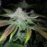 урожайные семена конопли Bubble Kush feminised Royal Queen