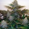 Семена марихуаны Z & Z feminised Ganja Seeds Семена марихуаны Z & Z feminised Ganja Seeds