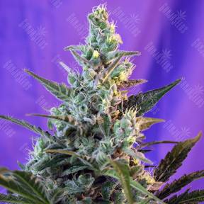 Auto Sweet Skunk feminised Ganja Seeds