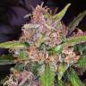 качественные семена конопли Bubba Kush feminised Green House Seeds качественные семена конопли Bubba Kush feminised Green House Seeds
