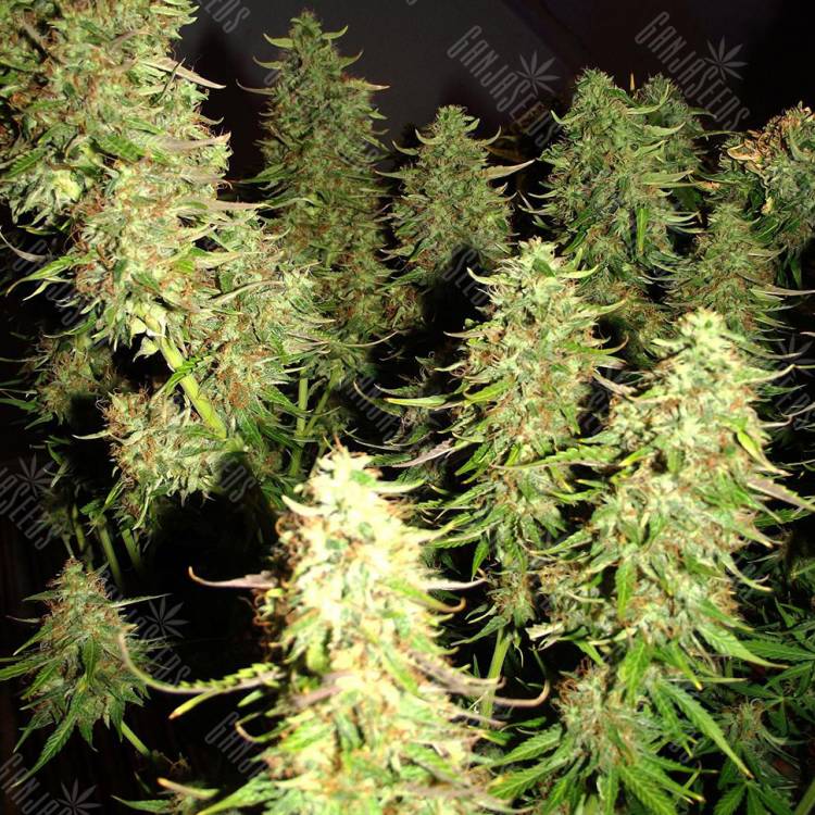 Auto Blue Mazar feminised Dutch Passion Seeds Auto Blue Mazar feminised Dutch Passion Seeds