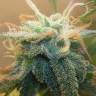 Auto Cheese feminised Breeders Community Seeds Auto Cheese feminised Breeders Community Seeds