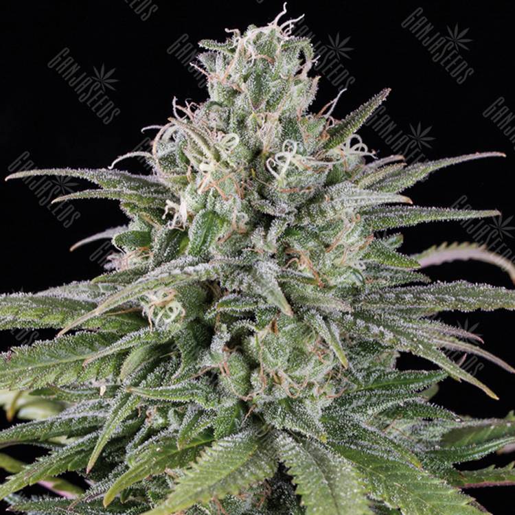 семена конопли интернет магазин Auto UK Cheese feminised Humboldt Seeds семена конопли интернет магазин Auto UK Cheese feminised Humboldt Seeds