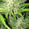 семена конопли f1 в оригинальной упаковке Auto UK Cheese feminised Humboldt Seeds семена конопли f1 в оригинальной упаковке Auto UK Cheese feminised Humboldt Seeds