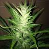 семена сортовой конопли Auto UK Cheese feminised Humboldt Seeds семена сортовой конопли Auto UK Cheese feminised Humboldt Seeds