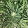 где можно заказать семена конопли Auto Pandora feminised Paradise Seeds