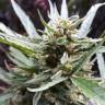 семена конопли недорого Auto Sweet Gelato feminised Sweet Seeds