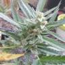 семена конопли Россия Auto Sweet Gelato feminised Sweet Seeds