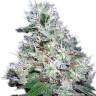 семена конопли элитных сортов Bubble Gum regular