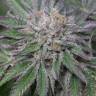 семена конопли в оригинальных упаковках Amherst Sour Diesel feminised Humboldt Seeds семена конопли в оригинальных упаковках Amherst Sour Diesel feminised Humboldt Seeds