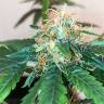 где заказать семена конопли Auto Amnesia Gold feminised Pyramid Seeds где заказать семена конопли Auto Amnesia Gold feminised Pyramid Seeds