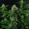 семена конопли в фирменной упаковке Candy Kush Express (Fast Flowering) feminised Royal Queen семена конопли в фирменной упаковке Candy Kush Express (Fast Flowering) feminised Royal Queen