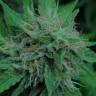 семена конопли интернет магазин Candy Kush Express (Fast Flowering) feminised Royal Queen семена конопли интернет магазин Candy Kush Express (Fast Flowering) feminised Royal Queen