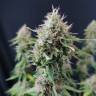 семена конопли с доставкой Candy Kush Express (Fast Flowering) feminised Royal Queen семена конопли с доставкой Candy Kush Express (Fast Flowering) feminised Royal Queen