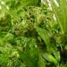 заказ семян конопли Auto Sweet Pure CBD feminised Sweet Seeds заказ семян конопли Auto Sweet Pure CBD feminised Sweet Seeds