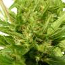 семена конопли наложенным платежом Auto Sweet Pure CBD feminised Sweet Seeds семена конопли наложенным платежом Auto Sweet Pure CBD feminised Sweet Seeds