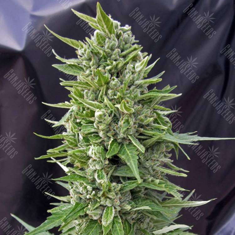 семена сортовой конопли Northern Lights regular семена сортовой конопли Northern Lights regular