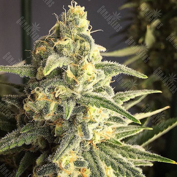 купить семена конопли элитных сортов Cream 47 regular купить семена конопли элитных сортов Cream 47 regular
