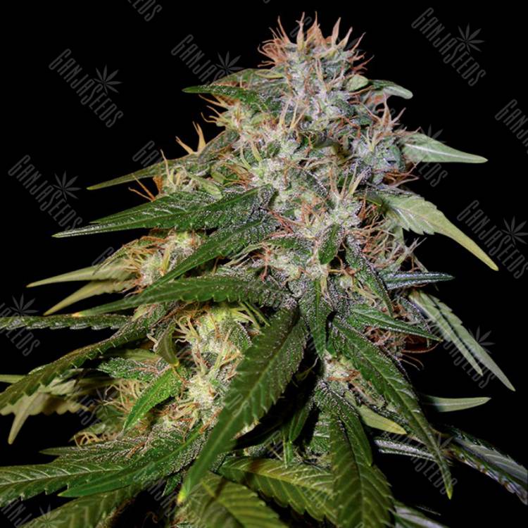 семена индийской конопли Sour Cream feminised DNA Genetics семена индийской конопли Sour Cream feminised DNA Genetics