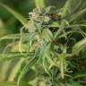 заказ семян конопли Спб Blue Dream feminised Humboldt Seeds заказ семян конопли Спб Blue Dream feminised Humboldt Seeds