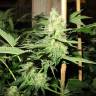 семена конопли для выращивания No Name feminised Medical Seeds семена конопли для выращивания No Name feminised Medical Seeds