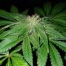 семена конопли почтой Big Devil F1 Fast Version feminised Sweet Seeds