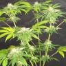 хорошие семена конопли Big Devil F1 Fast Version feminised Sweet Seeds
