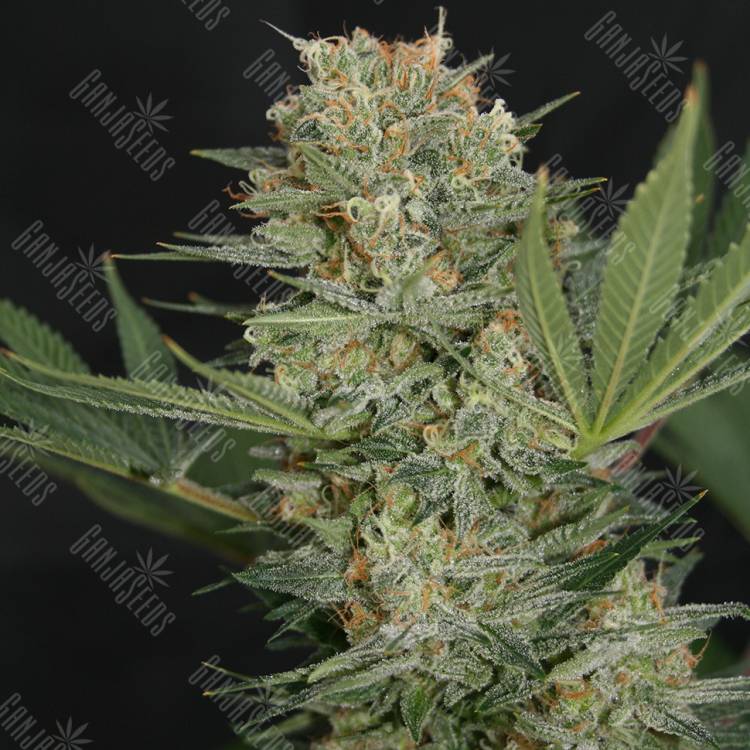 где можно заказать семена конопли Super Bud feminised Green House Seeds где можно заказать семена конопли Super Bud feminised Green House Seeds