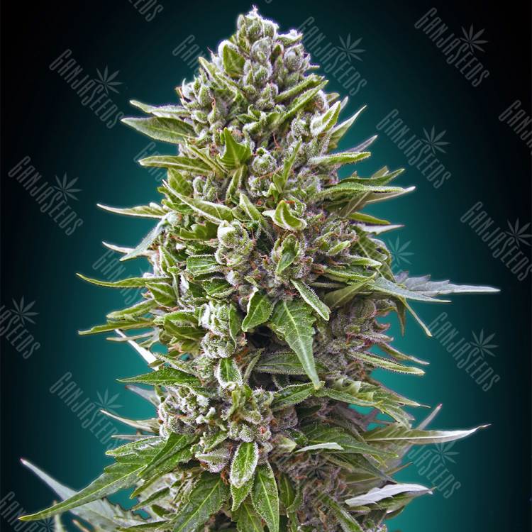 семена конопли Automatic Collection №2 feminised 00 Seeds семена конопли Automatic Collection №2 feminised 00 Seeds