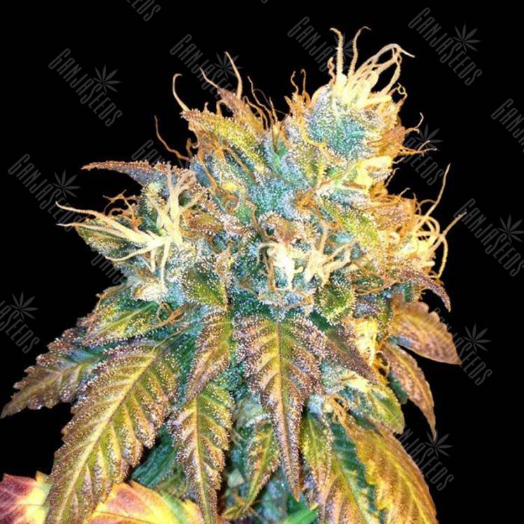 мощные семена конопли Sour Secret feminised DNA Genetics мощные семена конопли Sour Secret feminised DNA Genetics
