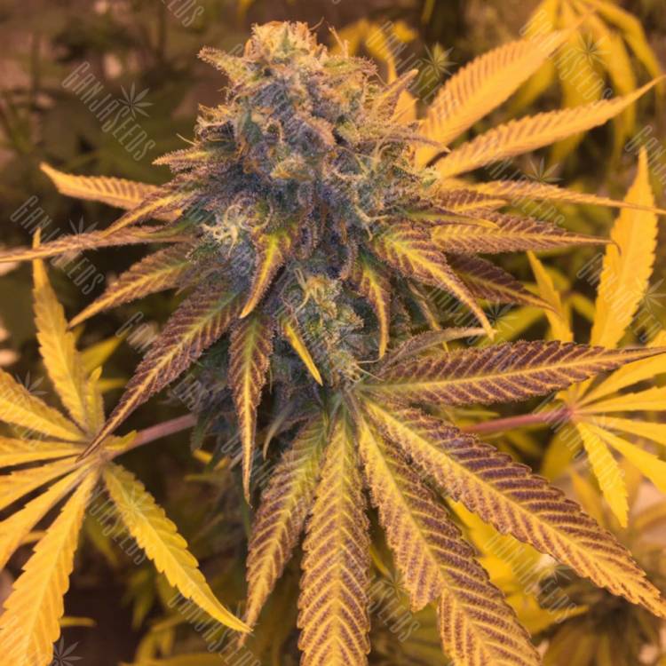 семена конопли наложенным платежом Blueberry Headband feminised Humboldt Seeds семена конопли наложенным платежом Blueberry Headband feminised Humboldt Seeds