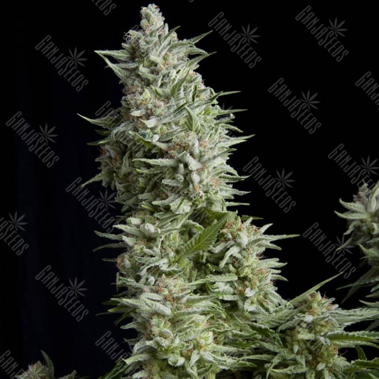 конопля семена сорта заказать Alpujarrena feminised Pyramid Seeds конопля семена сорта заказать Alpujarrena feminised Pyramid Seeds