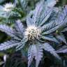 семена конопли недорого Critical Kush feminised Royal Queen семена конопли недорого Critical Kush feminised Royal Queen