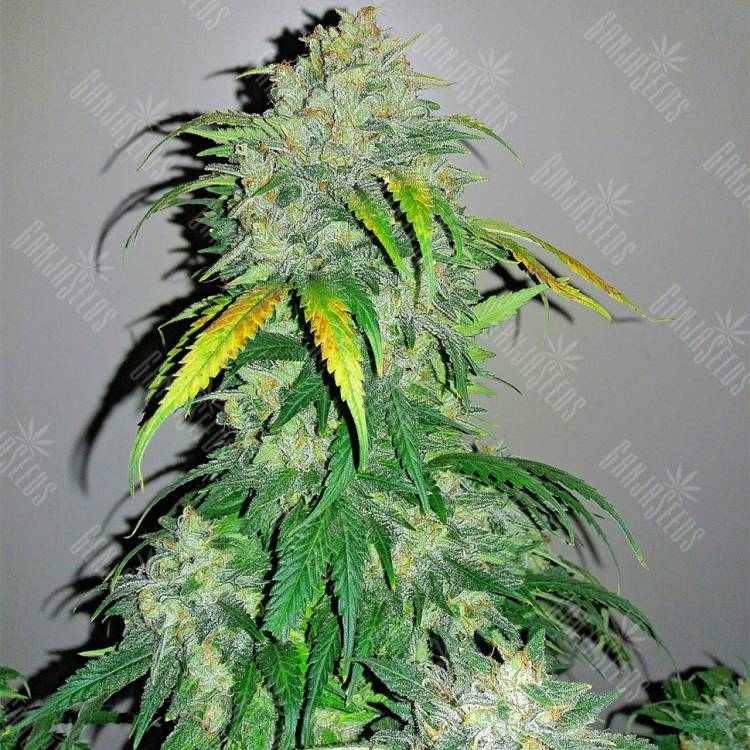 Семена конопли Auto Bubba Kush feminised Ganja Seeds Семена конопли Auto Bubba Kush feminised Ganja Seeds