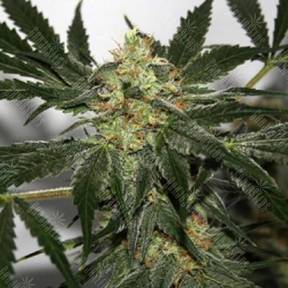 Black Domina x Early Skunk feminised Ganja Seeds