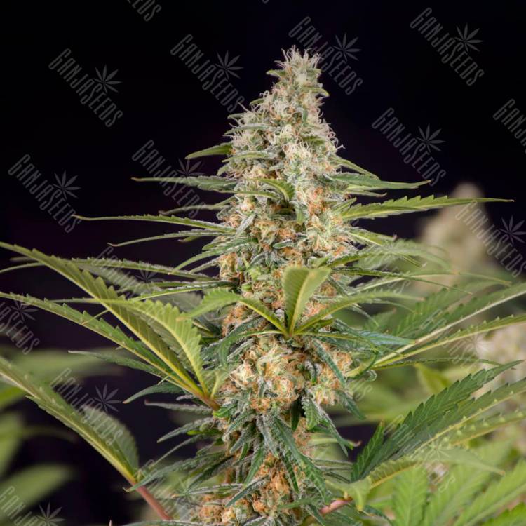 Семена Auto Doctor's Choice feminised Ganja Seeds Семена Auto Doctor's Choice feminised Ganja Seeds