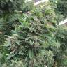 семена конопли с доставкой Blueberry regular Ganja Seeds семена конопли с доставкой Blueberry regular Ganja Seeds