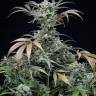 элитные сорта конопли купить Auto White Goblin feminised элитные сорта конопли купить Auto White Goblin feminised