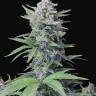 мощные семена конопли Auto White Goblin feminised мощные семена конопли Auto White Goblin feminised